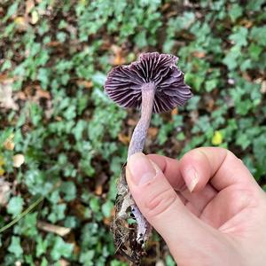 Amethyst Deceiver