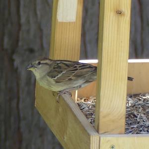 House Sparrow