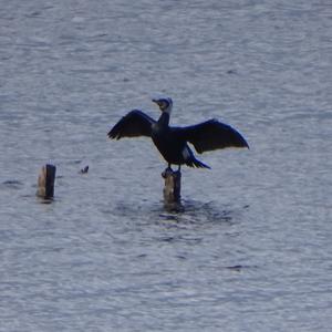 Great Cormorant