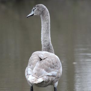 Mute Swan