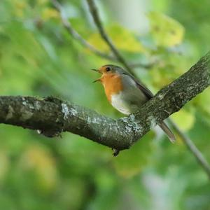 European Robin