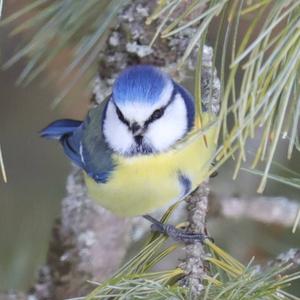 Blue Tit