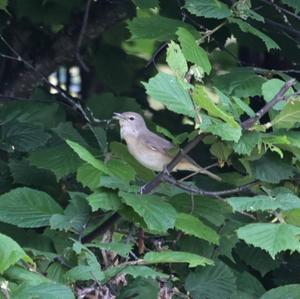 Garden Warbler