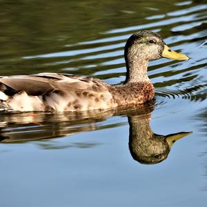 Mallard