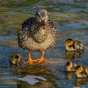 Mallard