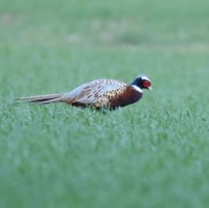 Common Pheasant