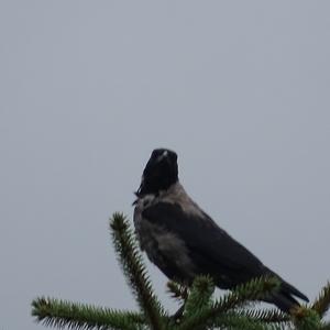 Hooded Crow