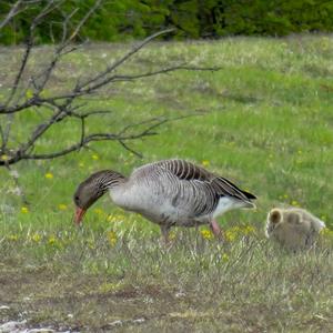 Greylag Goose