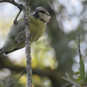 Blue Tit