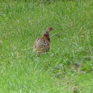 Common Pheasant