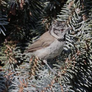 Crested Tit