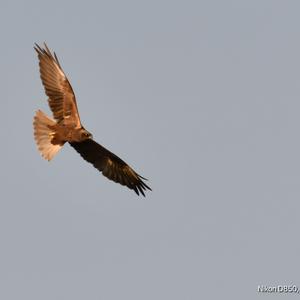 Western Marsh-harrier