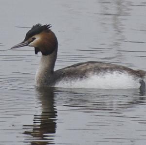 Great Crested Grebe