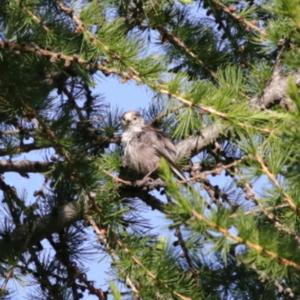 Long-tailed Tit