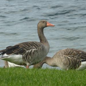 Greylag Goose