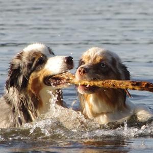 Australian Shepherd