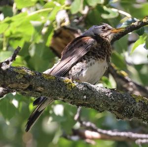 Fieldfare