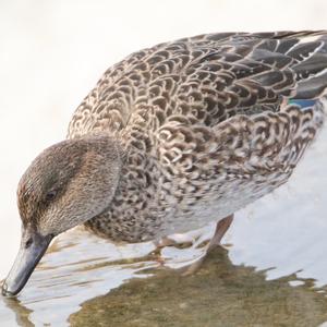 Common Teal