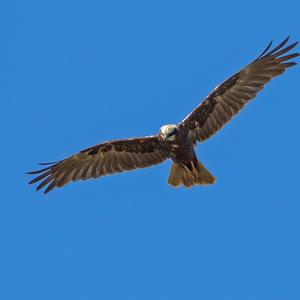 Western Marsh-harrier