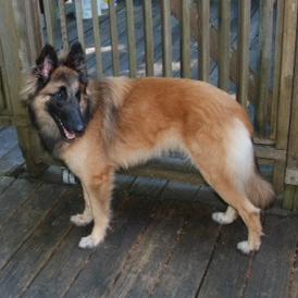 Belgian Tervuren