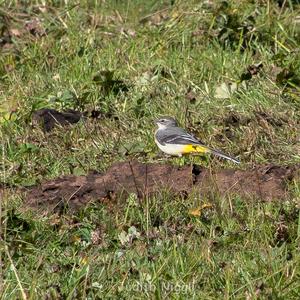 Grey Wagtail