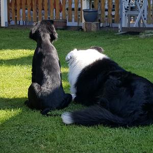 Border Collie