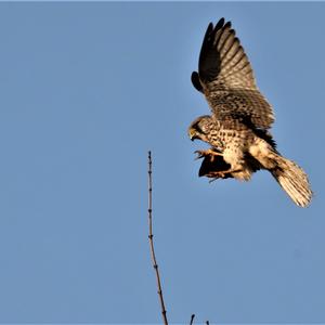 Common Kestrel