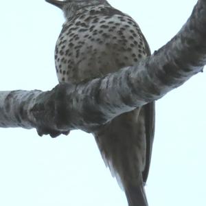 Mistle Thrush