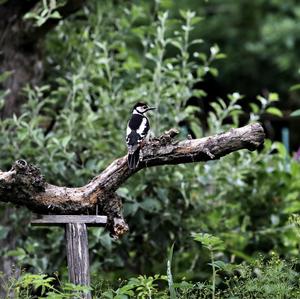 Great Spotted Woodpecker