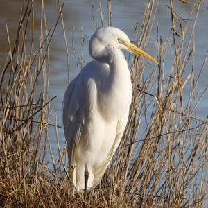 Great Egret