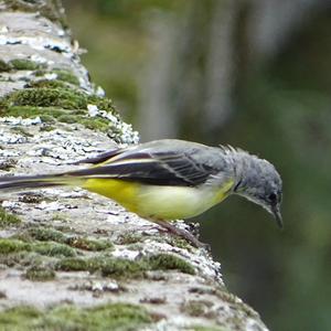 Grey Wagtail