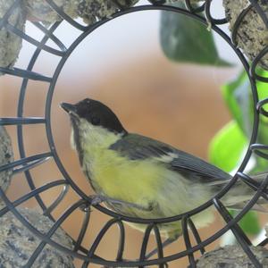 Great Tit