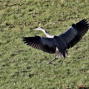 Grey Heron