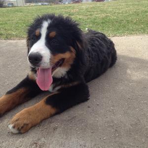 Bernese Mountain Dog