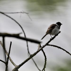 European stonechat