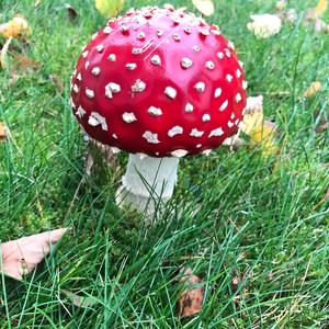 Fly Agaric