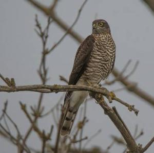 Eurasian Sparrowhawk