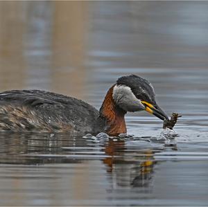 Red-necked Grebe