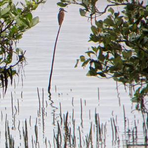 Common Kingfisher