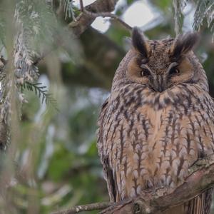 Long-eared Owl