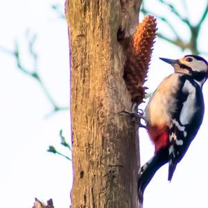 Great Spotted Woodpecker