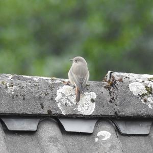 Black Redstart