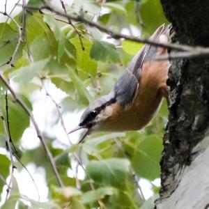 Wood Nuthatch