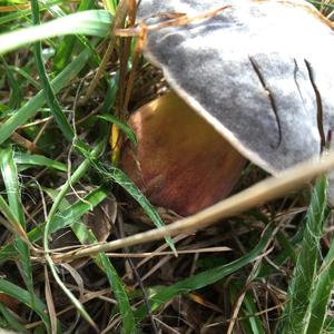 Satan`s Bolete