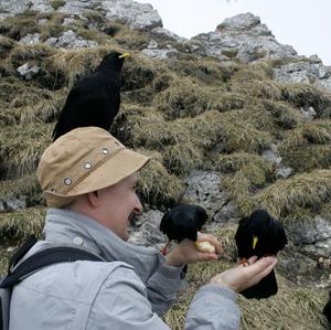 Yellow-billed Chough