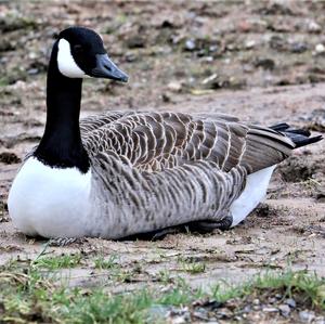 Canada Goose