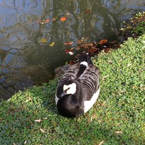 Barnacle Goose