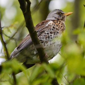 Fieldfare