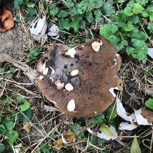 Black-footed Polypore