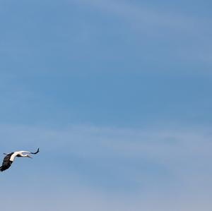 White Stork